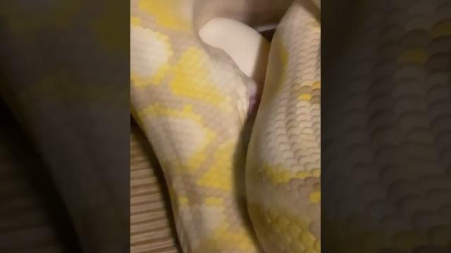 Super dwarf reticulated python laying an egg #reptiles #reticulatedpython #strictlyscales #python Super dwarf reticulated python laying an egg #reptiles #reticulatedpython #strictlyscales #python
