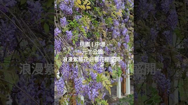 元生公園,浪漫紫藤花沿著花棚盛開,114.04.04拍攝~ 元生公園,浪漫紫藤花沿著花棚盛開,114.04.04拍攝~