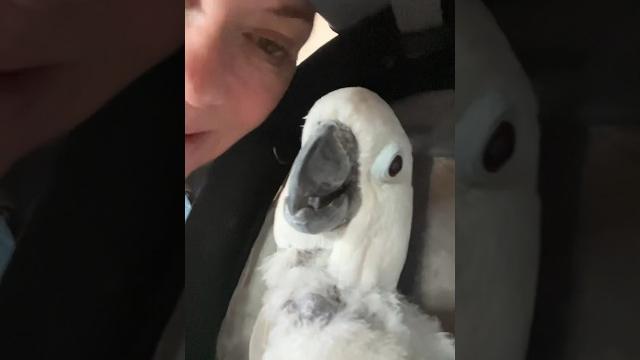 Scared cockatoo hides from the vet #cockatoos #parrots #parrot #birds #cockatooparrot #pets Scared cockatoo hides from the vet #cockatoos #parrots #parrot #birds #cockatooparrot #pets