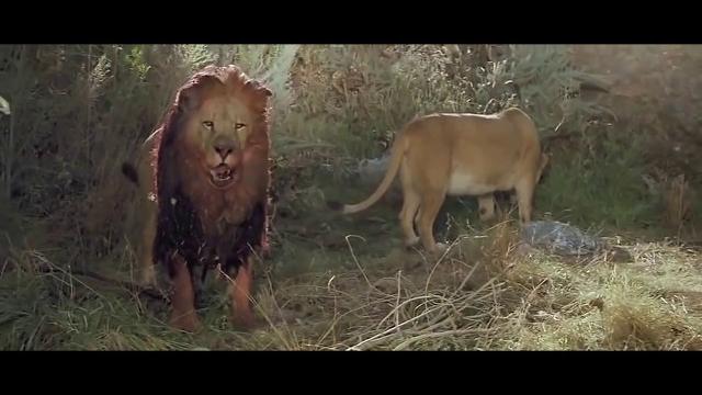 Roar 1981 scene battle Roar 1981 scene battle
