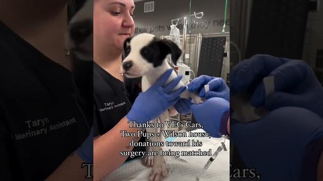 Help the poor dog that no one treats #dog #rescue #dogrescue #puppy #wildliferescue #rescuedog Help the poor dog that no one treats #dog #rescue #dogrescue #puppy #wildliferescue #rescuedog