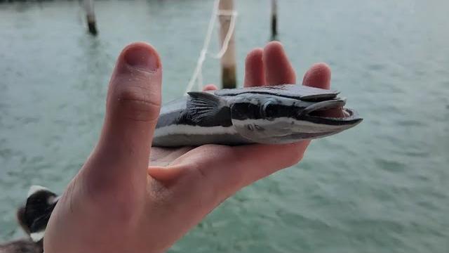 A pelican ate my remora!! A pelican ate my remora!!