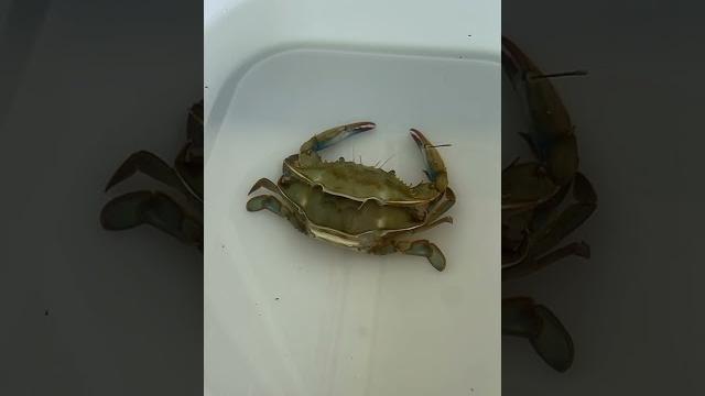 How are soft shell crabs made?#crabs #softshellcrab #seafood How are soft shell crabs made?#crabs #softshellcrab #seafood