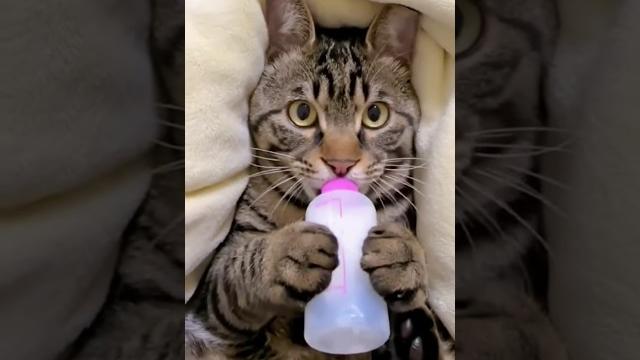 Kucing pingin susu #fypシ part..2 Kucing pingin susu #fypシ part..2