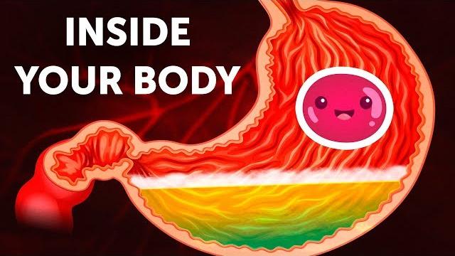 A journey inside your body A journey inside your body