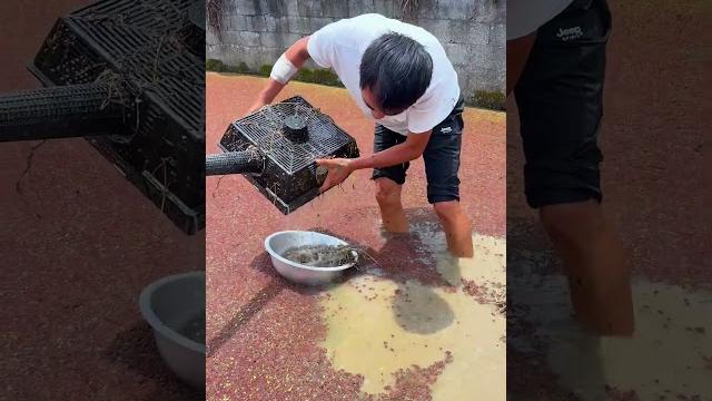 It's time to catch loaches again #rurallife #outdoors #fishfood #fishtrip #xiaomei #fishingfun It's time to catch loaches again #rurallife #outdoors #fishfood #fishtrip #xiaomei #fishingfun