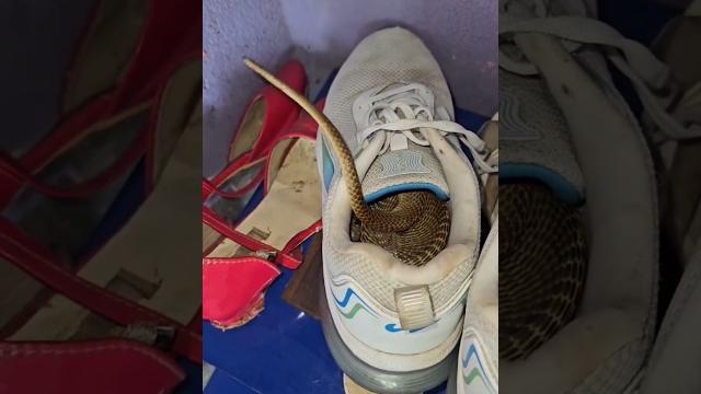 Cobras dentro de sapatos ‼️ utilidade pública #cobra #snake Cobras dentro de sapatos ‼️ utilidade pública #cobra #snake