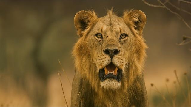 The lions rule | bloodlines The lions rule | bloodlines