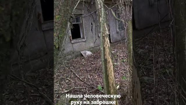 От страха я не могла двигаться. #shorts #shortsvideo #заброшки От страха я не могла двигаться. #shorts #shortsvideo #заброшки
