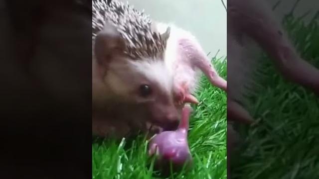 Ёжик рождение_hedgehog birth #shorts Ёжик рождение_hedgehog birth #shorts