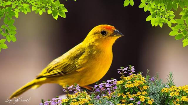 Soothing music for nerves healing music for the heart and blood vessels, relaxation, music for soul Soothing music for nerves healing music for the heart and blood vessels, relaxation, music for soul