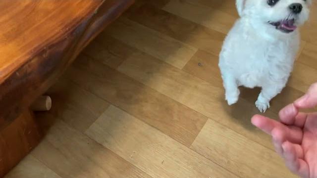 간식 주는 개와 짖는 주인 간식 주는 개와 짖는 주인