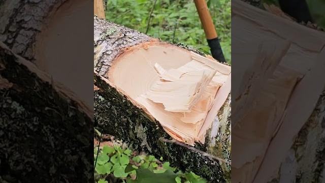 Топоры "медведь" (1.4кг/75см, уральский мастеровой) и "сыч" (1.3кг/75см, топорсиб) на берёзе 15 см. Топоры "медведь" (1.4кг/75см, уральский мастеровой) и "сыч" (1.3кг/75см, топорсиб) на берёзе 15 см.