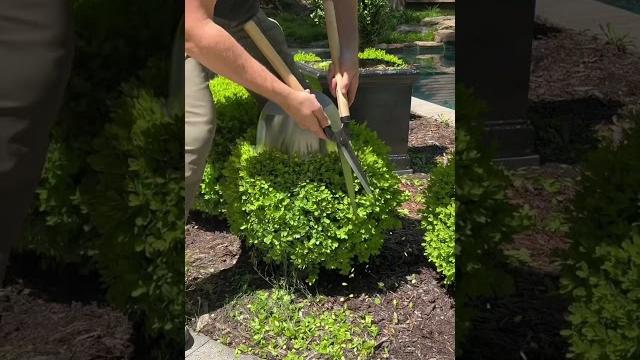 # #oddlysatisfying #satisfying #spring #diy #buxus #topiary #beforeandafter #hedgetrimming # #oddlysatisfying #satisfying #spring #diy #buxus #topiary #beforeandafter #hedgetrimming