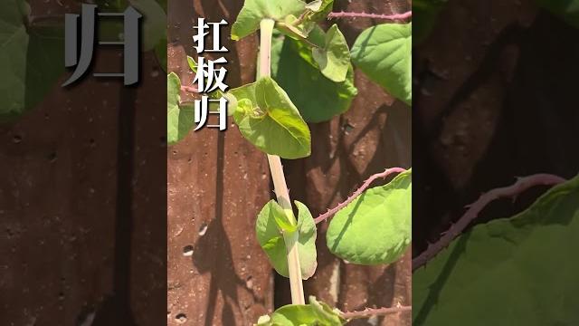 这种青草遇到别错过潮汕青草 这种青草遇到别错过潮汕青草