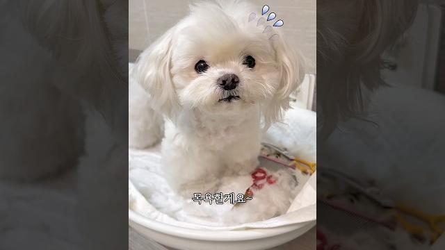 강아지 셀프미용️️ 강아지 셀프미용️️