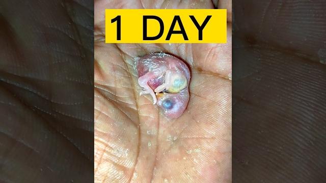 Love birds baby || 1 day to day 10 .#shorts #shortvideo #babybirds #lovebirdschicks #budgies #birds Love birds baby || 1 day to day 10 .#shorts #shortvideo #babybirds #lovebirdschicks #budgies #birds