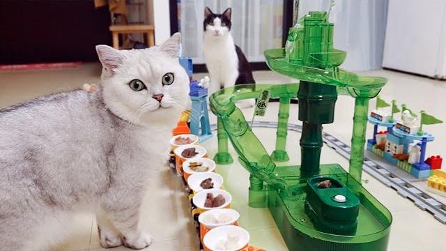 在火车上放满食物,猫咪边吃边追,被气炸!|花花与三猫 cat live 在火车上放满食物,猫咪边吃边追,被气炸!|花花与三猫 cat live