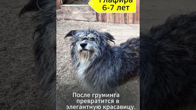 Собака до груминга Собака до груминга