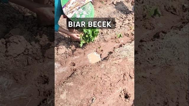 Biar becek #shorts #becek Biar becek #shorts #becek