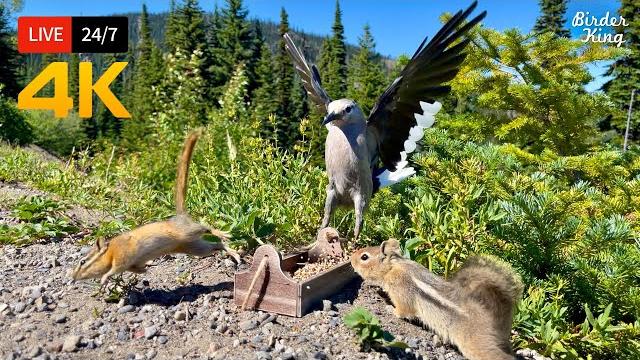 24/7 live: cat tv for cats to watch chipmunks gone wild! epic birds vs squirrels ️ cat games 24/7 live: cat tv for cats to watch chipmunks gone wild! epic birds vs squirrels ️ cat games