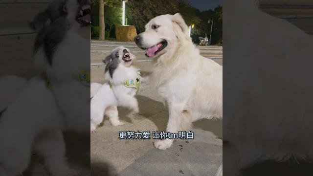又是调戏小母狗的一天… #金毛 #pets #萌宠 又是调戏小母狗的一天… #金毛 #pets #萌宠