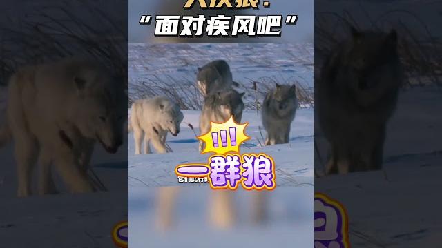 一定要告诉孩子,野外看见这些危险动物的足迹一定要小心!#生活小常识#儿童安全意识 一定要告诉孩子,野外看见这些危险动物的足迹一定要小心!#生活小常识#儿童安全意识