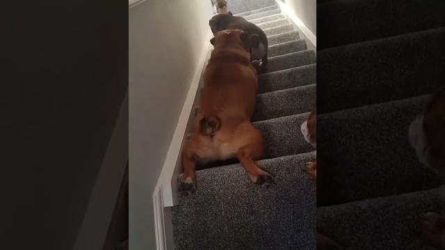 Funny dog surfs down stairs on belly! Funny dog surfs down stairs on belly!