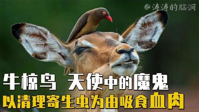 动物界的保健大师,不仅吃寄生虫还放哨,牛椋鸟有这么好心吗?【涛涛的脑洞江湖】 动物界的保健大师,不仅吃寄生虫还放哨,牛椋鸟有这么好心吗?【涛涛的脑洞江湖】
