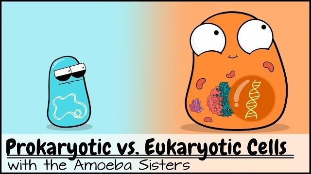 Prokaryotic vs. eukaryotic cells (updated) Prokaryotic vs. eukaryotic cells (updated)