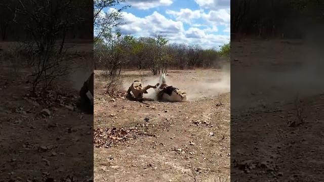As vezes quem vai pro chão é o vaqueiro #vaquejada #vaqueiro #nordeste #nordestino #forró #cavalo As vezes quem vai pro chão é o vaqueiro #vaquejada #vaqueiro #nordeste #nordestino #forró #cavalo