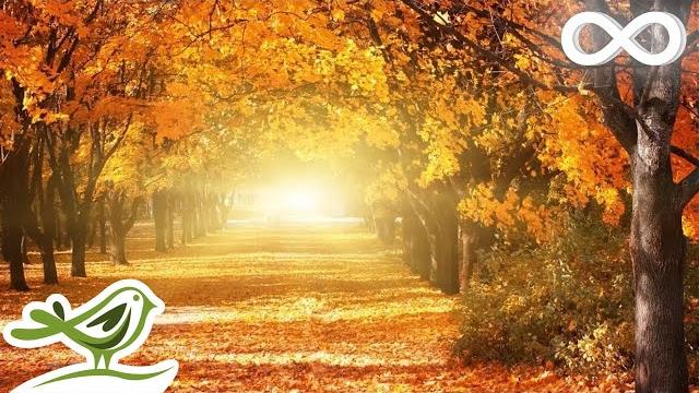 Beautiful relaxing music • romantic music, piano music, violin music, cello music, sleep music #93 Beautiful relaxing music • romantic music, piano music, violin music, cello music, sleep music #93