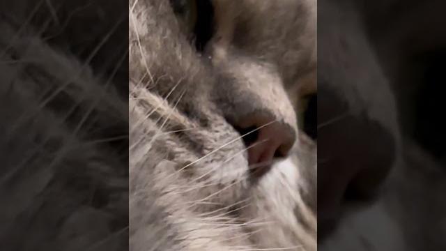 #cat #cute #cat #cute