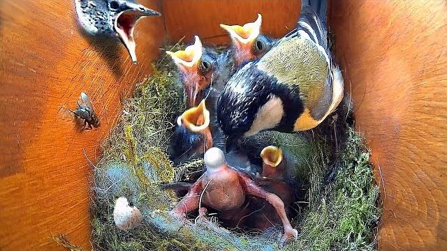 Another attack on the bird house / the final video Another attack on the bird house / the final video