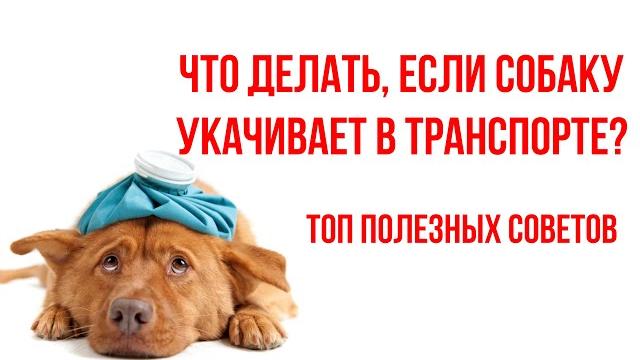Топ полезных советов, если собаку укачивает в машине. что делать и как перевозить собаку? Топ полезных советов, если собаку укачивает в машине. что делать и как перевозить собаку?