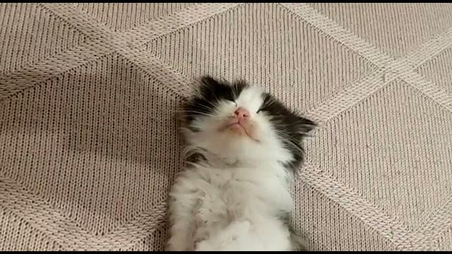 Ой а кто тут, сонная колбаска? Ой а кто тут, сонная колбаска?