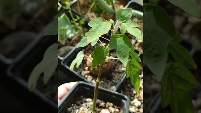 Adenia olaboensis #fromseed #plants #succulent #greenhouse #caudex #adenia #adeniaolaboensis Adenia olaboensis #fromseed #plants #succulent #greenhouse #caudex #adenia #adeniaolaboensis