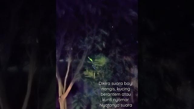 Suara musang atau luak nangis ingin mencari jodoh Suara musang atau luak nangis ingin mencari jodoh