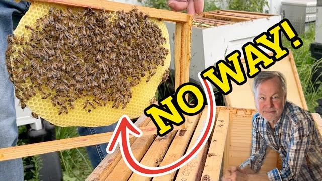 Beekeeping: learn to read every frame like a pro Beekeeping: learn to read every frame like a pro