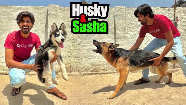 Sasha aur husky dog ka meetup hogya Sasha aur husky dog ka meetup hogya