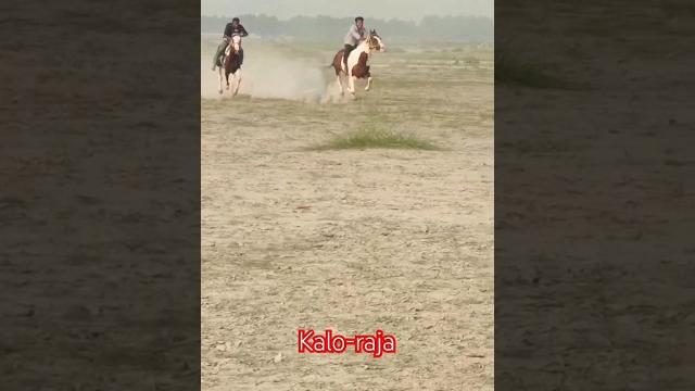 Bangladeshi horse race shorts. Bangladeshi horse race shorts.