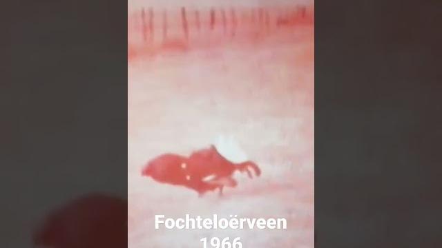 Korhoenders fochteloërveen 1966 Korhoenders fochteloërveen 1966