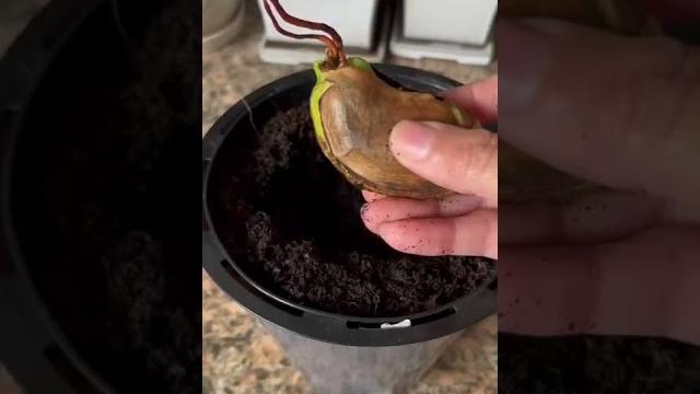 Grow mango from seed #garden #nature #farm #shorts #reels #trending #viral #shortvideo #trend #like Grow mango from seed #garden #nature #farm #shorts #reels #trending #viral #shortvideo #trend #like