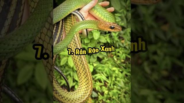 Top 10 loài rắn không độc đẹp nhất ở việt nam #shorts Top 10 loài rắn không độc đẹp nhất ở việt nam #shorts