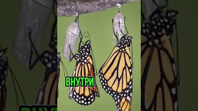 Как гусеница превращается в бабочку? Как гусеница превращается в бабочку?