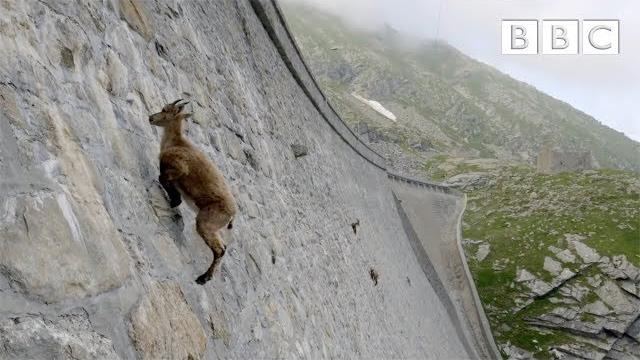 The incredible ibex defies gravity and climbs a dam | forces of nature with brian cox - bbc The incredible ibex defies gravity and climbs a dam | forces of nature with brian cox - bbc