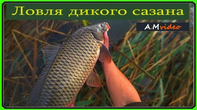Ловля дикого сазана. рыбалка с ночёвкой на реке днестр (г.турунчук) открыл для себя новые места ) Ловля дикого сазана. рыбалка с ночёвкой на реке днестр (г.турунчук) открыл для себя новые места )