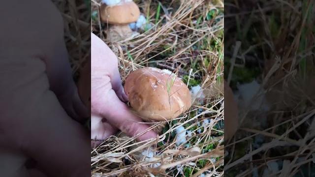 Боровики в снегу! Боровики в снегу!