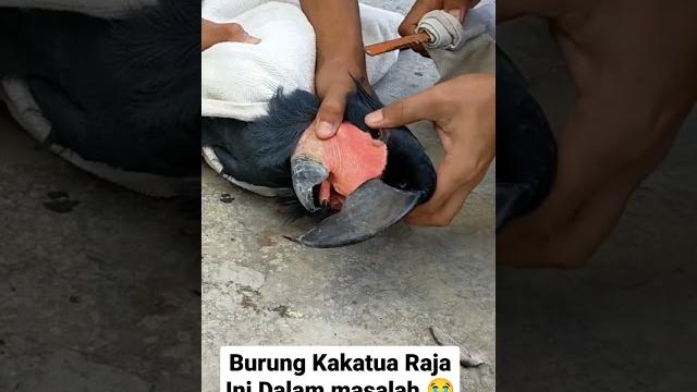 Burung kakatua raja ini dalam masalah Burung kakatua raja ini dalam masalah