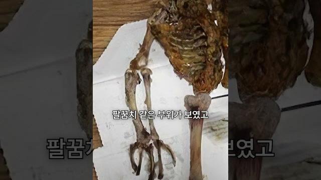 한국에서 파는 치킨은 개고기다 한국에서 파는 치킨은 개고기다